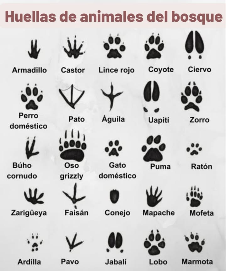Huellas de animales del bosque
璉 Armadillo  Castor  Lince rojo  Coyote  Ciervo
 Perro doméstico  Pato  Águila  Uapití  Zorro
黎 Búho cornudo  Oso grizzly  Gato doméstico  Puma  Ratón
劣 Zarigüeya  Faisán  Conejo  Mapache  Mofeta
 Ardilla  Pavo  Jabalí  Lobo  Marmota