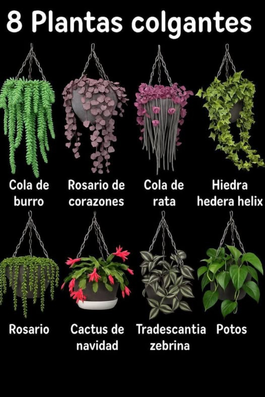 Plantas colgantes: un toque verde que transforma cualquier espacio 六
Las plantas colgantes son una excelente opción para alegrar y revitalizar cualquier rincón de tu hogar u oficina. Son ideales para interiores, ya que muchas especies se adaptan bien a condiciones de poca luz y requieren poco mantenimiento. Sin embargo, es fundamental conocer sus cuidados y necesidades específicas para que crezcan sanas y radiantes.
Requisitos básicos de las plantas colgantes
1. Iluminación   
La mayoría prefiere luz moderada a baja, aunque algunas especies como la Verbena y la Petunia necesitan más luz para florecer adecuadamente.
2. Riego   
Es necesario regarlas de manera regular, pero sin excesos. La frecuencia dependerá del tipo de planta y del clima. Evita el encharcamiento!
3. Temperatura   
Prefieren temperaturas templadas, entre 15C y 25C. Algunas, como la Orquídea, requieren un ambiente un poco más cálido para desarrollarse correctamente.
4. Fertilización   
Un fertilizante equilibrado es clave para mantenerlas robustas y verdes. Siempre sigue las instrucciones del fabricante para evitar excesos.
Cuidados especiales para tus plantas colgantes
1. Poda   
Eliminar ramas dañadas o secas ayuda a conservar la forma de la planta y a prevenir enfermedades.
2. Control de plagas   
Estas plantas pueden ser susceptibles a plagas como ácaros, pulgones y moscas blancas. Emplea productos orgánicos o caseros para protegerlas sin perjudicar el medio ambiente.
3. Mantenimiento del sustrato 華  
El sustrato debe permanecer húmedo, pero no empapado. Un exceso de agua puede provocar pudrición de raíces, algo común en este tipo de plantas.