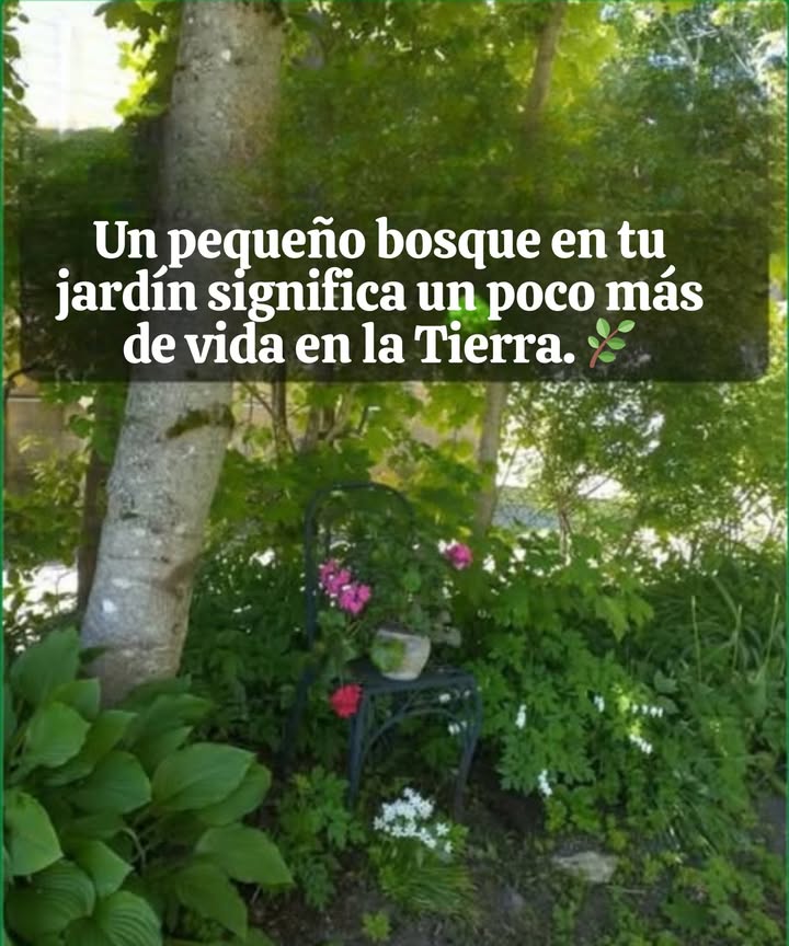 Un pequeño bosque en tu propio patio significa que estás teniendo un mayor impacto en el medio ambiente. No se trata solo de árboles; se trata de crear un espacio donde la vida pueda prosperar y reconectar con la Tierra en tu propio jardín.