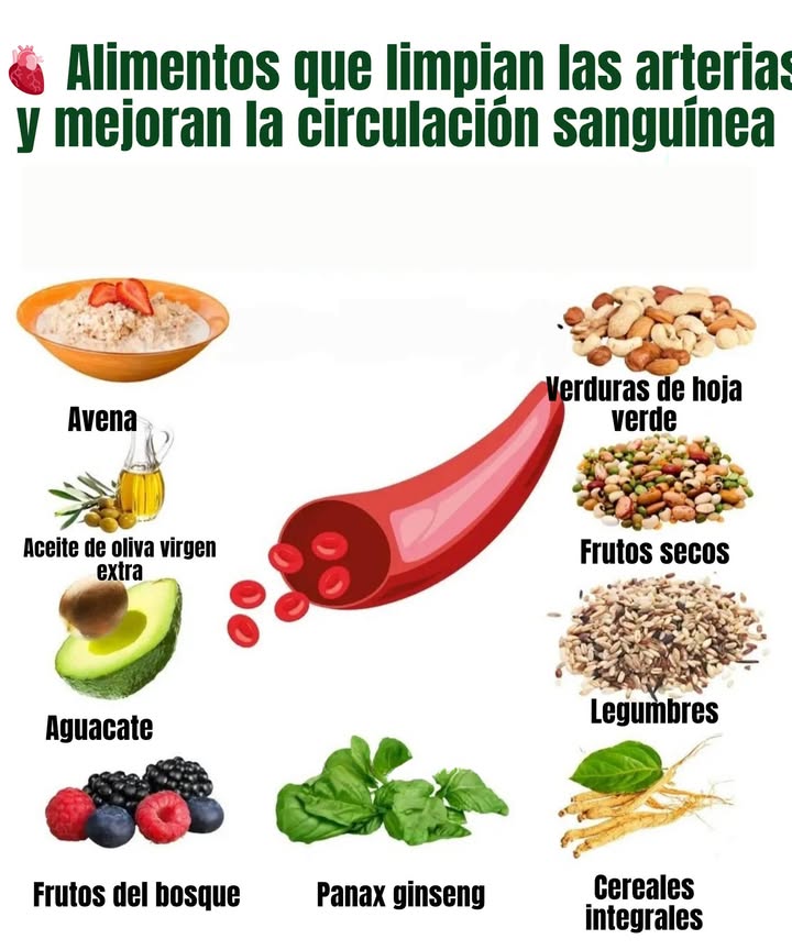 變 Alimentos que limpian las arterias y mejoran la circulación sanguínea

Avena  Rica en fibra soluble, ayuda a reducir el colesterol malo LDL.

Aceite de oliva virgen extra  Fuente de grasas saludables que protegen el corazón.

Aguacate  Contiene ácidos grasos monoinsaturados que mejoran la salud arterial.

Frutos del bosque  Antioxidantes naturales que fortalecen los vasos sanguíneos.

Verduras de hoja verde  Ricas en nitratos y clorofila, favorecen la circulación.

Frutos secos  Aportan ácidos grasos omega-3, magnesio y vitamina E.

Legumbres  Reducen el colesterol y mejoran la elasticidad arterial.

Cereales integrales  Favorecen la limpieza de las arterias gracias a su fibra.

Panax ginseng  Estimula la circulación y aporta energía natural.