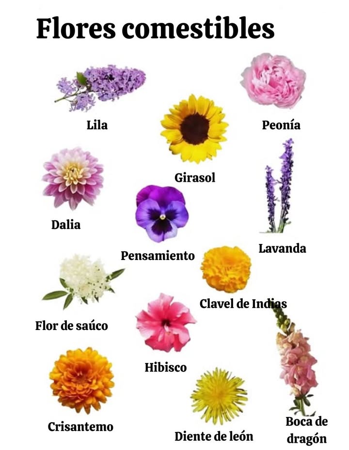 Fleurs comestibles : beauté et saveurs dans lassiette 
 Lilas  en sirop, gelée ou pâtisseries, notes florales raffinées.
 Pivoine  pétales sucrés pour salades, desserts et infusions.
 Dahlia  pétales croquants et colorés, tubercules comestibles.
 Pensée  décorative, goût discret pour salades et desserts.
 Lavande  biscuits, glaces, infusions, sucré ou salé.
 Fleur de sureau  sirop, champagne de sureau, desserts fruités.
 Œillet dInde  saveur poivrée et épicée, parfait en salades.
 Hibiscus  boissons acidulées et rafraîchissantes bissap, karkadé.
 Chrysanthème  en infusion, soupe ou plats sautés, goût amer.
 Pissenlit  en sirop, gelée ou cru, riche en nutriments.
 Muflier  pétales légèrement amers, touche gastronomique.
 Les fleurs comestibles allient beauté, santé et gourmandise pour une cuisine créative et colorée.