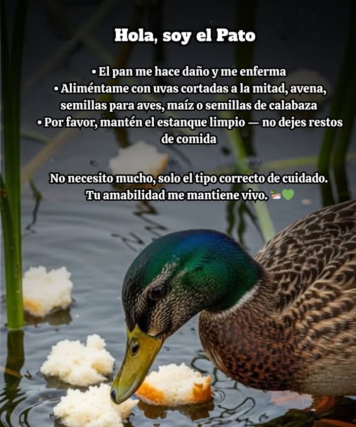 La próxima vez que nos visites, olvida el pan!  Puede perjudicar a los patos, causando desnutrición y deformidades. En su lugar, trae uvas partidas, avena, maíz triturado o semillas de calabaza: pequeños cambios que salvan vidas. 閭 La comida saludable mantiene a la vida silvestre prosperando y los ecosistemas limpios.