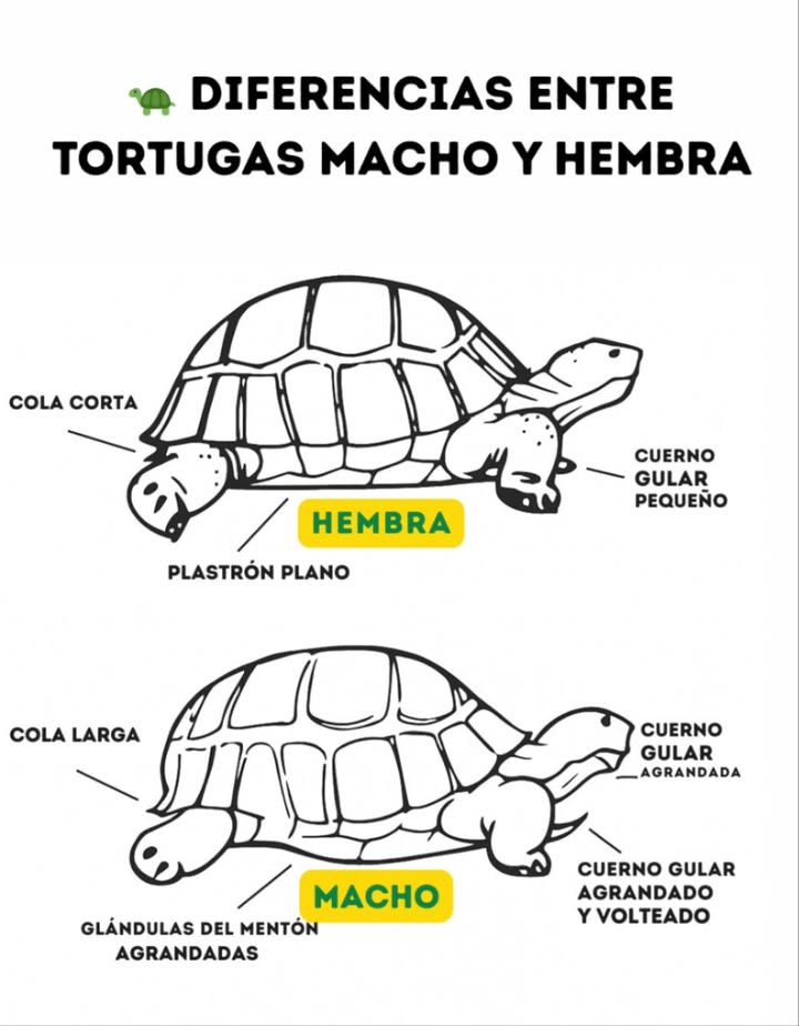 Diferencias entre Tortugas Macho y Hembra

Las tortugas presentan diferencias físicas que permiten distinguir su sexo. La hembra tiene la cola corta, el plastrón plano y un cuerno gular pequeño. Estas características facilitan la postura de huevos y la movilidad dentro del nido.

El macho, en cambio, posee cola larga, plastrón cóncavo para facilitar la reproducción, glándulas del mentón agrandadas y cuerno gular más grande y volteado. Estas adaptaciones están relacionadas con su comportamiento territorial y reproductivo.

Conocer estas diferencias es esencial para un cuidado adecuado, el manejo responsable y la conservación de estas especies.

#Tortugas #DiferenciasSexuales