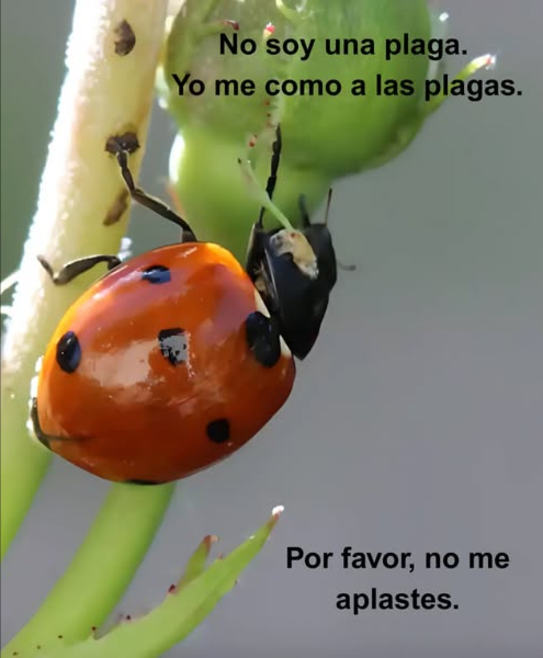 Coccinélidos: la mariquita
 Familia ampliamente distribuida de pequeños escarabajos.
 Llamadas ladybugs en Norteamérica.
 Conocidas como ladybirds en el Reino Unido.
 Los entomólogos prefieren escarabajos mariquita para evitar confusiones con los insectos verdaderos true bugs.
Por qué mantenerlas en el jardín?
 Son depredadores naturales de pulgones y cochinillas.
 Ayudan a controlar plagas sin usar químicos.
Consejo:
 Atrae mariquitas plantando eneldo, hinojo y caléndulas.
