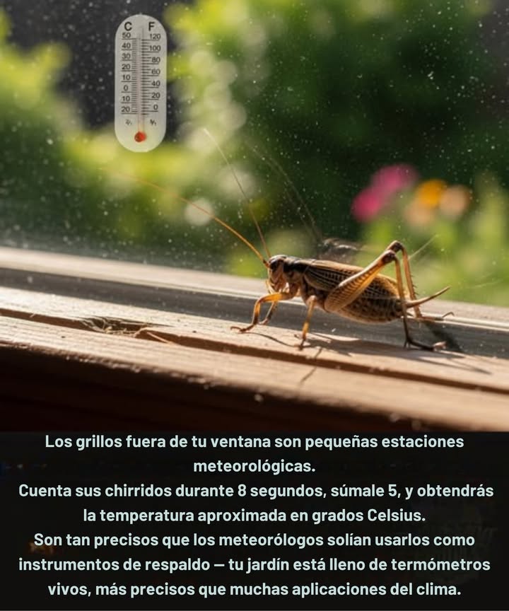 Los grillos fuera de tu ventana son pequeñas estaciones meteorológicas.
Cuenta sus chirridos durante 14 segundos, súmale 40, y obtendrás la temperatura en grados Fahrenheit.

Son tan precisos que los meteorólogos solían usarlos como instrumentos de respaldo  tu jardín está lleno de termómetros vivos, más precisos que muchas aplicaciones del clima.