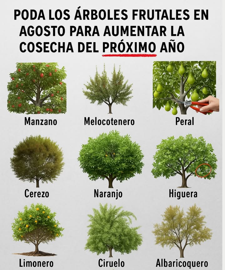Agosto es el momento perfecto para darle a tus árboles frutales un corte estratégico de verano, especialmente si deseas frutas más saludables y mejores rendimientos la próxima temporada. Aquí te mostramos qué cortar y por qué es importante   
 1. Manzano  
 Por qué: Abre la copa para más luz, da forma al crecimiento futuro  
 Poda: Ramas cruzadas, brotes de agua y ramas débiles  
 2. Durazno  
 Por qué: Fomenta la madera fructífera y reduce la presión de enfermedades  
 Poda: Brotes verticales brotes de agua y ramas sobreextensas  
 3. Peral  
 Por qué: Mejora el flujo de aire y previene la rotura de ramas  
 Poda: Chupadores en la base, crecimiento interior denso  
 4. Cerezo  
 Por qué: Mantiene el árbol compacto y productivo  
 Poda: Ramas cruzadas, madera muerta y brotes pequeños verticales  
 5. Naranjo  
 Por qué: Promueve una maduración uniforme de la fruta y control de enfermedades  
 Poda: Ramitas muertas, ramas internas enredadas y brotes débiles  
 6. Higuera  
 Por qué: Previene el hacinamiento y mantiene la energía enfocada  
 Poda: Ramas que crecen hacia adentro y chupadores en la base  
 7. Limón  
 Por qué: Fomenta el flujo de aire y mantiene la forma compacta  
 Poda: Ramas inferiores, chupadores y madera muerta  
 8. Ciruelo  
 Por qué: Fortalece la estructura y previene el crecimiento excesivo  
 Poda: Aclare las ramas abarrotadas y retire la madera dañada  
 9. Albaricoquero  
 Por qué: Mejora la penetración de luz y la producción de fruta el próximo año  
 Poda: Brotes de agua y ramas viejas interiores