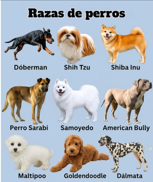 9 Razas de Perros Populares que Amarás   
1. Dobermann  El Guardián Intrépido  
Conocidos por su lealtad, inteligencia y naturaleza protectora, los Dobermann son excelentes perros guardianes y compañeros familiares.  
2. Shih Tzu  El Perro de Compañía Real  
Con sus lujosos abrigos y dulces personalidades, los Shih Tzus son compañeros afectuosos perfectos para vivir en apartamentos.  
3. Shiba Inu  El Espíritu Independiente  
Estos perros semejantes a zorros son seguros, audaces y llenos de personalidad. Les encanta la aventura, pero valoran su independencia.  
4. Perro Sarabi  El Poderoso Protector  
Una raza rara y poderosa, los perros Sarabi son fuertes, valientes y profundamente leales a sus familias.  
5. Samoyedo  La Bola de Peluche Sonriente  
Conocidos por su “sonrisa Sammy”, los Samoyedos son amigables, juguetones e increíblemente esponjosos, lo que los convierte en excelentes perros familiares.  
6. American Bully  El Musculoso Gentil  
A pesar de su físico musculoso, los American Bullies son cariñosos, amables y les encanta estar cerca de las personas.  
7. Maltipoo  El Pequeño Dulzón  
Una mezcla de Maltés y Poodle, los Maltipoos son adorables, abrazables e hipoalergénicosperfectos para quienes desean una mascota que no suelte pelo.  
8. Goldendoodle  El Osito Juguetón  
Un cruce entre un Golden Retriever y un Poodle, los Goldendoodles son inteligentes, amigables y geniales con los niños.  
9. Dálmata  La Estrella Manchada  
Famosos por sus manchas únicas, los Dálmatas son enérgicos, inteligentes y aman las actividades al aire libre.  
 Desde protectores audaces hasta bolas de peluche abrazables, hay un perro perfecto para cada corazón.