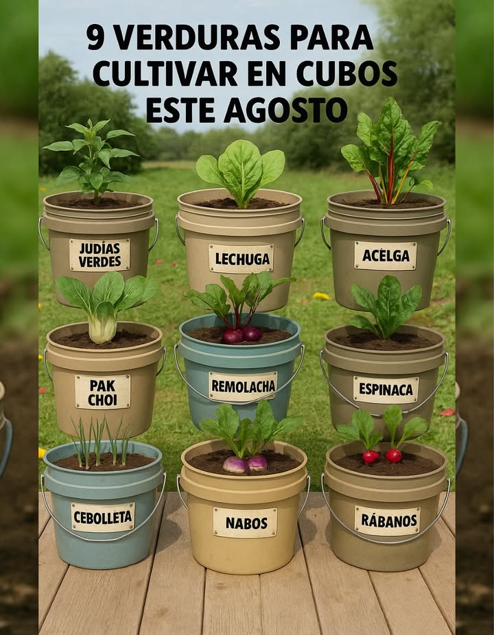 Estas 9 verduras crecen perfectamente en macetas si se siembran en agosto.