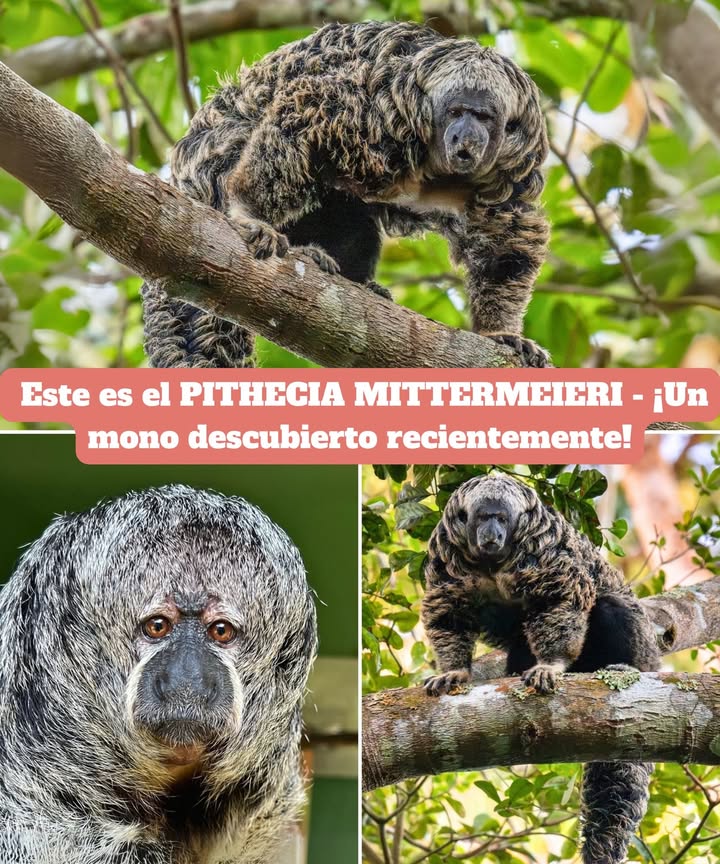 Este es el PITHECIA MITTERMEIERI – Un Mono Recientemente Descubierto! 

También conocido como el saki de Tapajós de Mittermeier, este elusivo mono vive en la selva amazónica de Brasil.

Con su pelaje esponjoso y su cara expresiva, pasa la mayor parte de su tiempo en lo alto del dosel, alimentándose de frutas, semillas e insectos. Lamentablemente, al igual que muchos animales de la selva, está amenazado por la pérdida de hábitat.

 Datos Curiosos: Esta especie fue reconocida por los científicos solo en 2014, lo que la convierte en uno de los primates más nuevos conocidos por la ciencia!
