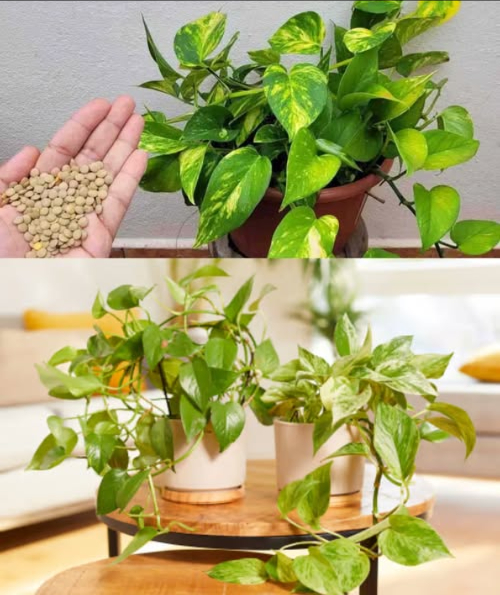 Un vaso pequeño en cada planta y los resultados serán increíbles 
Solo necesitas un vasito con este ingrediente para que tus plantas crezcan fuertes, frondosas y llenas de vida.
El secreto natural para plantas saludables y flores abundantes
Lentejas remojadas en agua a temperatura ambiente durante 5 horas.
La magia está en el agua amarillenta que sueltan las lentejas, llena de calcio, potasio, fósforo, magnesio y minerales esenciales.
Cómo usar:
 Llena un vaso con agua y añade 3 cucharadas de lentejas
 Deja reposar mínimo 5 horas
 Riega la tierra con esta infusión nutritiva
En pocos días, tus plantas mostrarán hojas brillantes, raíces fuertes y muchas flores pequeñas que sorprenderán a todos.
Fácil, económico y 100% natural. Dale vida a tus joyas verdes hoy mismo.