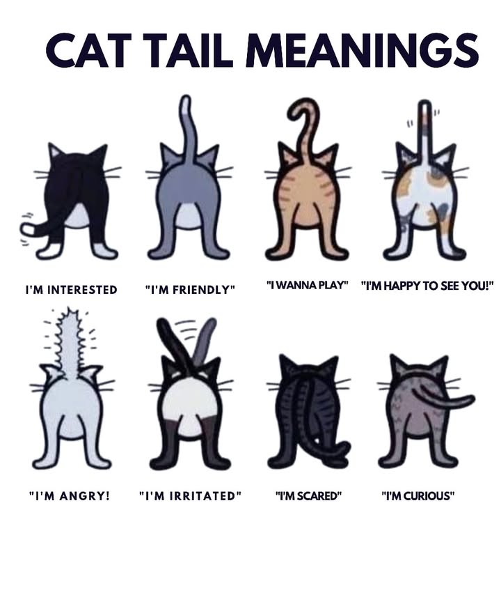 What Your Cats Tail Is Telling You

 Tail curled to the side  Curious and watching closely.
 Tail standing tall  Feeling friendly and confident.
 Tail shaped like a question mark  Ready to play!
 Tail upright and twitching  Excited to see you.

 Tail puffed up  Angry or feeling threatened.
 Tail lashing quickly  Annoyed or irritated.
 Tail tucked low  Feeling scared or insecure.
 Tail swaying slowly  Observing, a bit cautious.

 Your cats tail speaks volumesjust take a moment to read it!
