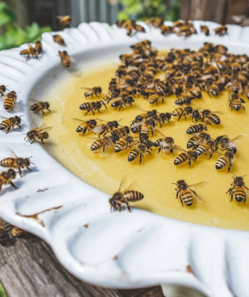 Es importante notar que durante los meses de verano hay menos flores y otras fuentes de alimento para las abejas, lo que las pone en dificultades. Además, el agua es escasa y muchas abejas se ahogan al intentar beber en las piscinas. Un consejo para ayudarles es rallar una manzana y poner los trozos en un tazón con agua. Así, las abejas podrán obtener los azúcares de la fruta y beber agua sin riesgo de ahogarse, ya que pueden posarse sobre los trozos de fruta. Nuestras poblaciones de abejas están amenazadas, por lo que es importante brindarles todo el apoyo posible.