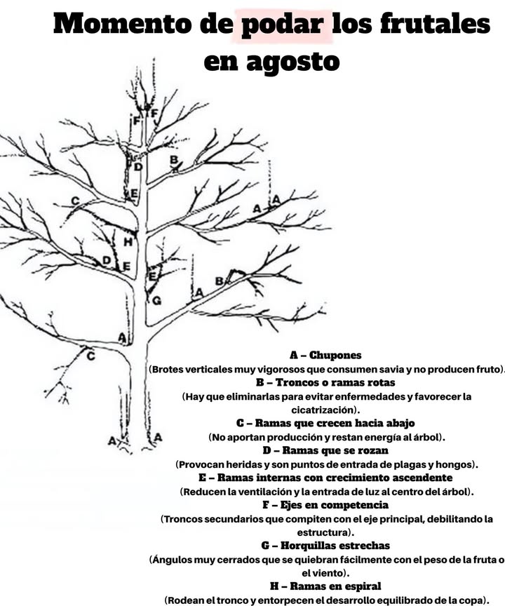 Es el momento de podar los árboles frutales en agosto 

1 Período ideal: intervenir después de la cosecha, cuando el árbol aún está en vegetación, para estimular la circulación de savia y favorecer la fructificación el año siguiente.

2 A podar: eliminar los chupones, acortar las ramas demasiado largas y suprimir las ramas que se cruzan o se orientan hacia el interior.

3 Consejo según el año anterior: después de una poda importante el año pasado, esta vez priorizar un mantenimiento más ligero, concentrándose en la aireación y la forma general del árbol.

 Una poda veraniega bien equilibrada refuerza la salud del árbol y prepara una cosecha abundante y de calidad para la próxima temporada.