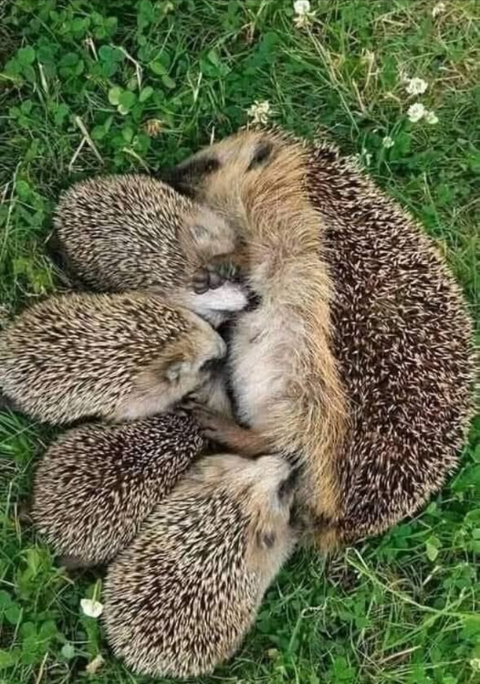 Si me encuentras en tu jardín, piensa en dejarme un poco de comida, como croquetas de pollo para gatos. Pero evita el pescado. También considera dejar agua a mi disposición. No me des leche, ya que eso podría enfermarme gravemente e incluso deshidratarme.  
Evita también usar insecticidas o trampas. Soy un pequeño guardián discreto y útil para tu jardín, ya que me alimento de los insectos dañinos que amenazan tus plantas. Lamentablemente, mi especie está en peligro, así que, por favor, ayúdame a seguir cuidando de tu jardín.  
Tu apoyo no solo salva mi vida. También contribuye a preservar el equilibrio de tu ecosistema. Juntos, podemos salvaguardar la biodiversidad y hacer de tu jardín un refugio para la naturaleza.  
Muchas gracias por tu amabilidad! 璉
