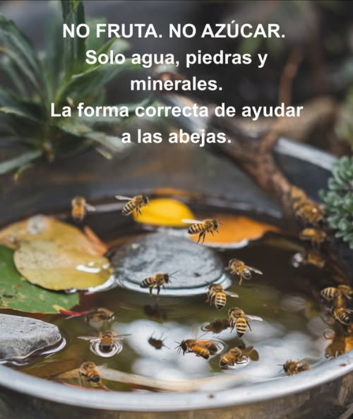 Como apicultor, te aconsejo: no dejes fruta para las abejas.  La exposición al sol puede hacer que crezca bacteria, lo cual contamina la miel y perjudica a toda la colonia. 
En su lugar, considera instalar una estación de agua para las abejas:  Un plato poco profundo con agua   Piedras o ramitas para facilitar el aterrizaje 蝹  Una pizca de sal del Himalaya rosa para aportar minerales 蓼 Estos minerales son fundamentales para ayudar a las abejas a regular la temperatura de su colmena aproximadamente 90F, crucial para la producción de miel y el cuidado de sus crías. 
 No alimentes a las abejas directamente. Se desarrollan mejor recolectando néctar y polen naturales, lo que fortalece su sistema inmunológico.
