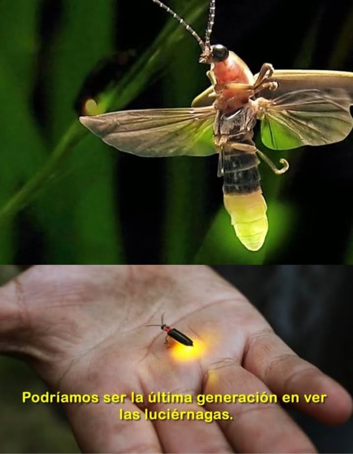 Las luciérnagas están en peligro de extinción, no por fenómenos naturales, sino por nuestra intervención.
 Cuáles son las razones?
Pesticidas. Contaminación lumínica. Pérdida de hábitat.
Pero aún hay esperanza. Cómo podemos ayudar?
 Deja algunas plantas silvestres en tu jardín.
 Evita el uso de aerosoles.
 Planta especies nativas.
No permitamos que la luz se apague. Hagamos que siga brillando!