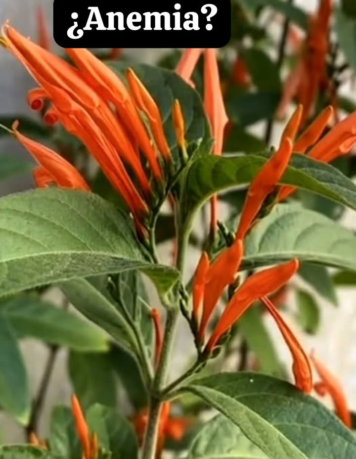 Sufres de anemia? 喝 Prueba con 3 hojas de muicle, bien lavadas y picadas. Agrégalas a una taza y vierte agua hirviendo. Deja reposar 5 minutos y bébelo una vez al día. El muicle es rico en hierro y ayuda a producir glóbulos rojos.