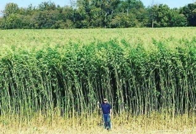 Una hectárea de cáñamo produce un 25% más de oxígeno que una hectárea de bosque y proporciona aproximadamente el doble de celulosa.
Una hectárea de cáñamo crece en 6 meses, mientras que un bosque crece durante décadas antes de ser cosechado.
Fabricando papel a partir del cáñamo, podríamos salvar millones de hectáreas de bosque cada año.
El cáñamo puede utilizarse en la producción textil, la construcción e incluso como biocombustible.
