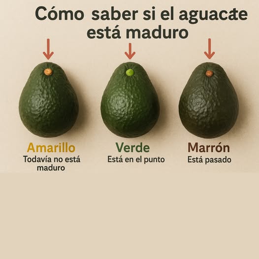 Revisa el color del tallito del aguacate: te dice todo! 陋
 Amarillo: El aguacate aún no está maduro. Dale unos días.
 Verde: Perfecto! Está en su punto para comer.   
 Marrón: Ya está pasado. Mejor úsalo para una mascarilla o compost.
 Consejo útil para no fallar al elegir tu aguacate perfecto.

#AguacatePerfecto #ConsejosDeCocina #MadurezDelAguacate 陋