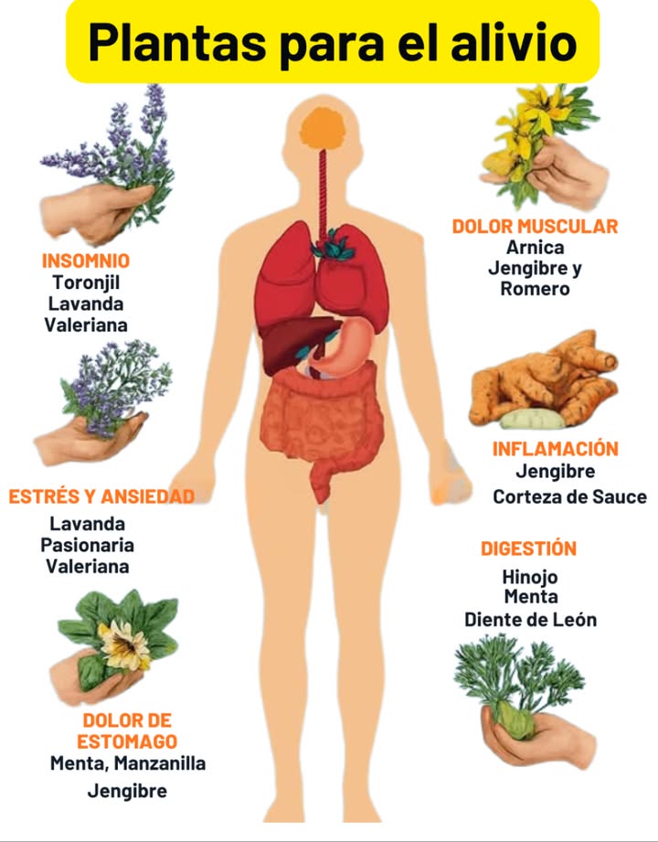 Plantas para el Alivio: Usos Naturales y Efectivos
 Insomnio  
– Toronjil Melissa officinalis: Tiene efectos sedantes suaves gracias a sus aceites esenciales. Ayuda a calmar la mente y facilitar el sueño.  
– Lavanda Lavandula angustifolia: Su aroma reduce la ansiedad y mejora la calidad del sueño. Puede usarse en infusión o como aceite esencial.  
– Valeriana Valeriana officinalis: Actúa sobre el sistema nervioso central, reduciendo el tiempo para conciliar el sueño sin generar dependencia.
 Dolor muscular  
– Árnica Arnica montana: Aplicada de forma tópica, reduce inflamación y alivia golpes o contracturas.  
– Jengibre Zingiber officinale: Tiene propiedades antiinflamatorias que ayudan a reducir el dolor muscular desde adentro.  
– Romero Rosmarinus officinalis: Estimula la circulación y relaja los músculos. Ideal en baños o masajes.
 Estrés y ansiedad  
– Lavanda: Su efecto calmante es útil tanto en infusión como en aromaterapia.  
– Pasionaria Passiflora incarnata: Relaja sin sedar. Se usa para tratar ansiedad leve y nerviosismo.  
– Valeriana: Refuerza el efecto tranquilizante sin alterar la lucidez mental.
 Inflamación  
– Jengibre: Inhibe compuestos proinflamatorios. Útil en casos de artritis o molestias digestivas.  
– Corteza de sauce Salix alba: Contiene salicina, precursor natural de la aspirina. Alivia dolores e inflamaciones leves.
 Digestión 
– Hinojo Foeniculum vulgare: Reduce gases y espasmos intestinales. Muy usado en infusiones digestivas.  
– Menta Mentha piperita: Relaja los músculos del tracto digestivo y alivia la hinchazón.  
– Diente de león Taraxacum officinale: Estimula la función hepática y la digestión. También es diurético suave.
洛 Dolor de estómago  
– Menta: Calma el estómago y reduce náuseas.  
– Manzanilla Matricaria chamomilla: Antiinflamatoria y antiespasmódica, ideal para molestias digestivas.  
– Jengibre: Combate náuseas y mejora el vaciamiento gástrico.
 Consejo práctico  
Estas plantas pueden tomarse en infusión, tintura o aplicarse en forma de aceites o cremas, según el caso. Para efectos digestivos o relajantes, lo ideal es consumirlas entre 30 minutos y 1 hora antes de dormir o después de las comidas. Siempre es mejor comenzar con dosis pequeñas y observar la respuesta del cuerpo.