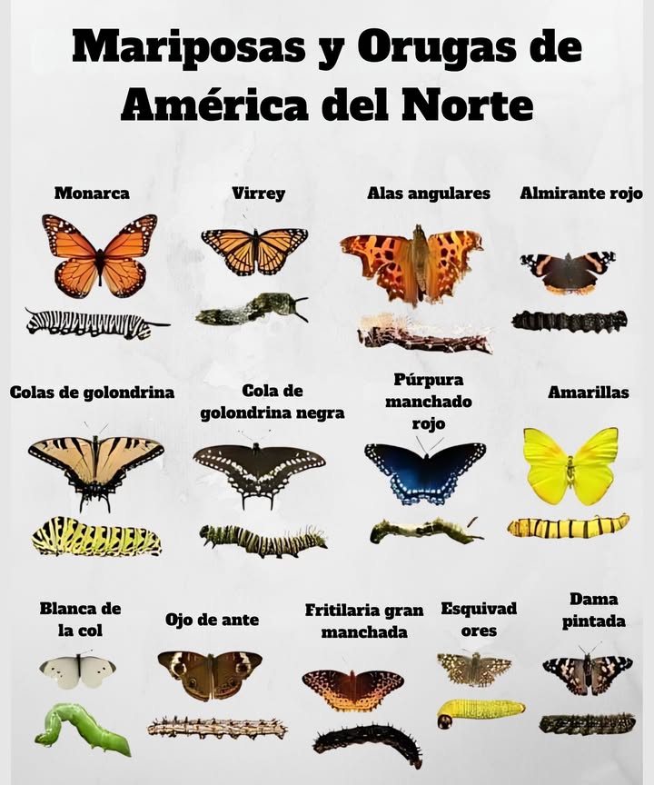 曆 Mariposas y Orugas de América del Norte  
Familiarízate con los visitantes del jardín que revolotean y los que se arrastran comiendo hojas!

 Los Monarcas y Viceroy son similares, pero solo uno imita  
 Las Cola de Golondrina muestran rayas audaces en ambas etapas de vida  
 Los Almirantes Rojos y las Damas Pintadas migran largas distancias  
 Los Amarillos y los Blancos de Repollo son comunes en jardines de verduras  
 Las Fritilarias, Saltadores y Alas de Ángulo se integran maravillosamente en los bordes del bosque  
 Conocer ambas formas ayuda a apoyar las especies nativas en tu jardín  

 Identificar orugas te ayuda a proteger a los polinizadores mientras jardineas naturalmente!

#ButterflyGarden #JardínDeMariposas  #CaterpillarID #IdentificaciónDeOrugas