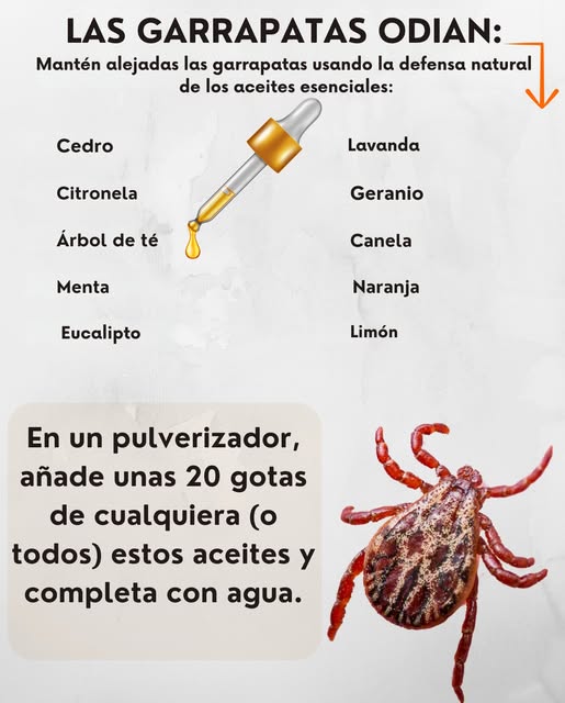 Las garrapatas odian esto! 
Mantén las garrapatas lejos con la defensa natural de los aceites esenciales:
 Cedro
 Citronela
 Árbol del té
 Menta
 Eucalipto
 Lavanda
 Geranio
 Canela
 Naranja
 Limón
林 Spray natural anti-garrapatas
En un pulverizador:
 Añade 20 gotas de tus aceites esenciales preferidos
 Completa con agua
 Agita y aplica sobre ropa, mascotas con precaución o utensilios de jardín
 Sin químicos. Sin picaduras. Protección vegetal.