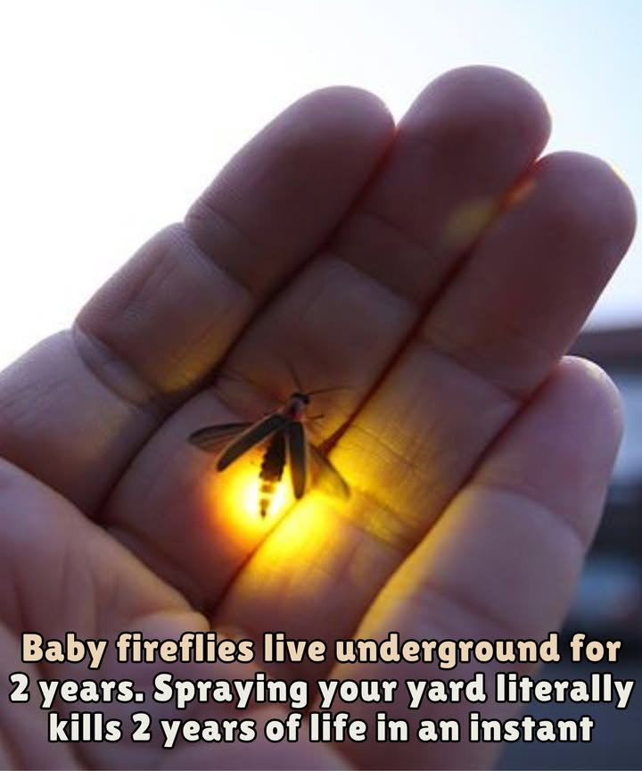 Bring Back the Fireflies  It Starts in the Soil 

Before they glow in our summer skies, fireflies live 12 years underground, feeding on pests and preparing to shine.

But one pesticide spray can wipe them all out.
 No baby fireflies = no sparkle.
 They need moist, healthy, chemical-free soil.

What can you do?
 Use natural pest control.
缾 Protect the underground life.

 Help the glow returnevery summer, naturally.