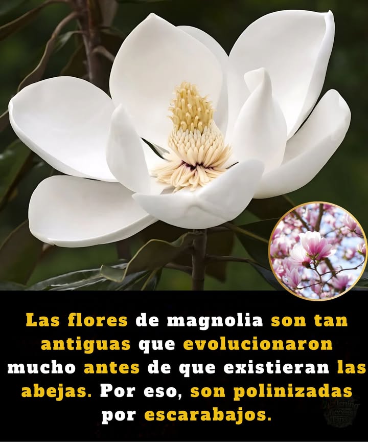 Magnolias: Bellezas Antiguas del Jardín  
Estas flores datan de la época de los dinosauriosliteralmente!

 Florecieron por primera vez hace más de 95 millones de años  
 Evolucionaron antes de que existieran las abejas o las mariposas  
 Polinizadas por escarabajos, sus socios originales  
 Flores en forma de tazón diseñadas para el tráfico de escarabajos  
 Pétalos gruesos que resisten daños de los torpes rastreros  
 Aroma afrutado que imita frutas en fermentación para atraer escarabajos  
 La polinización ocurre mientras los escarabajos tropiezan en busca de polen  

練 Un fósil vivo en tu jardínlas magnolias nos conectan con el profundo pasado de la Tierra