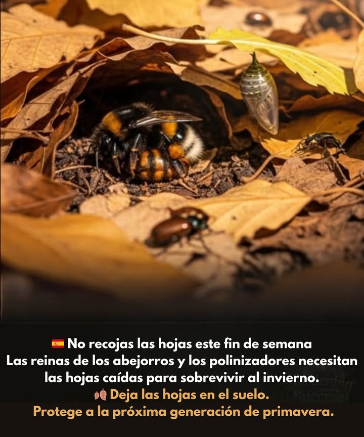 Por qué no deberías rastrillar este fin de semana  
 Debajo de esas hojas, las reinas de abejorro se acurrucan para sobrevivir al invierno.  
 Las mariposas pasan el invierno como crisálidas, escondidas y quietas.  
 Los escarabajos y los polinizadores nativos buscan refugio bajo el manto de hojas.  
 Rastrillar elimina su refugio  la próxima generación de polinizadores de primavera.  
 Deja que las hojas se queden. Deja que la vida descanse.  
曆 Zonas: Adecuado para todas las regiones templadas donde los polinizadores pasan el invierno en hojarasca Zonas USDA 39.