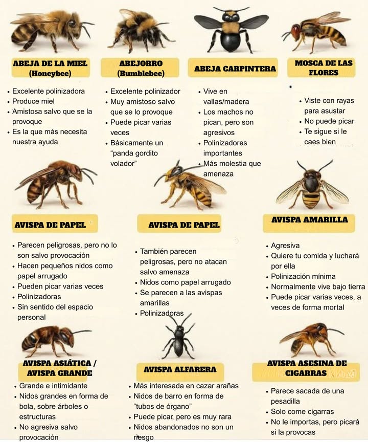 Guía de Cosas Rayadas Zumbadoras  Conoce a tus Voladores Amistosos y No Tan Amistosos

 Voladores Amistosos Mayormente Inofensivos

Abeja de miel  Excelente polinizador, produce miel, amigable a menos que se le provoque, necesita nuestra ayuda más.

Abejorro  Muy amigable, puede picar múltiples veces, básicamente un panda volador gordito, excelente polinizador.

Abeja Carpintera  Los machos no pican pero pueden actuar de manera agresiva; polinizadores importantes, más molestos que amenazantes.

Mosca de Flotación  No puede picar, lleva un uniforme de abeja para protección, puede seguirte si le gustas.

 Cuidado  Puede Picar si se Siente Amenazada

Avispa de Papel  De aspecto aterrador pero no muy peligrosa a menos que se le provoque; construye nidos similares al papel; polinizadores sin sentido del espacio personal.

Chaqueta Amarilla  Agresiva, mínima polinización, quiere tu comida, puede picar múltiples veces, a veces fatal.

Avispón  Grande, intimidante, principalmente anida por encima del suelo; agresivo si se le provoca.

 Menciones Especiales

Avispa Cazadora de Barro  Cazadora de arañas, construye nidos de barro en forma de tubo musical, rara vez agresiva, abandona los nidos.

Avispa Asesina de Cigarras  Enorme, de aspecto aterrador pero solo ataca a las cigarras; picará si se le provoca.