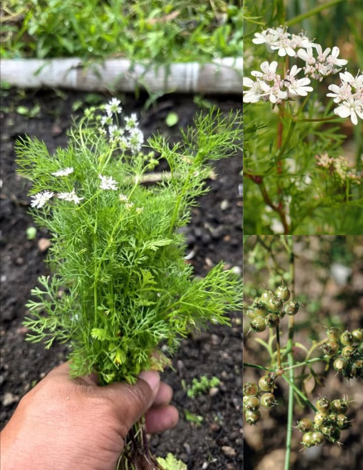 Sabías que el mercurio, el plomo y el aluminio se acumulan en tu cuerpo y afectan tu cerebro, riñones e hígado?
El cilantro Coriandrum sativum contiene compuestos como los aldehídos y flavonoides, que se unen a esos metales y ayudan a expulsarlos por la orina.
Usa 7 gramos de hojas frescas, bien lavadas.
Agrega agua hirviendo en una taza.
Tapa y deja reposar 10 minutos.
Tómalo por la noche, una vez al día, durante 20 días.
Tu cuerpo se va a desintoxicar de forma natural y segura.
#Desintoxicar #tu #cuerpo #con #Cilantro