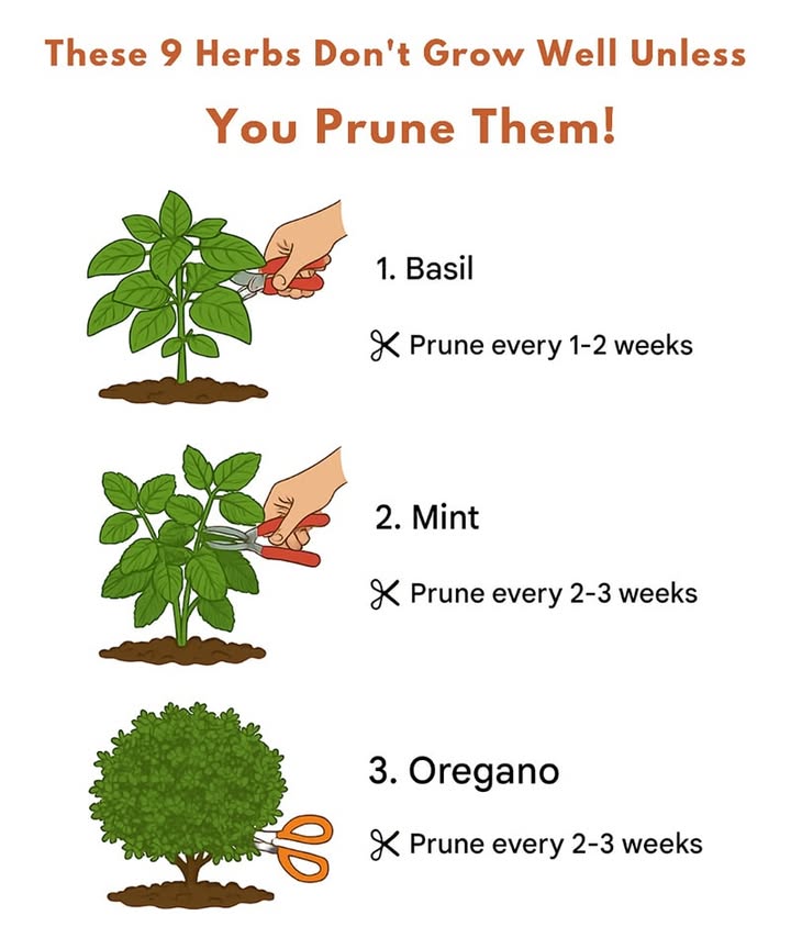 Keep Your Herbs Thriving! These 9 herbs grow better when trimmed regularly:

1. Basil
 Trim every 12 weeks
 Helps prevent flowering and boosts new growth

2. Mint
 Trim every 23 weeks
 Keeps the plant from taking over

3. Oregano
 Trim every 23 weeks
 Encourages bushier growth

4. Thyme
 Trim after blooming
 Promotes fresh shoots

5. Rosemary
 Trim in spring and summer
 Maintains shape and strength

6. Cilantro
 Trim every 12 weeks
 Extends harvest time

7. Parsley
 Trim once stems reach 4 inches
 Boosts fresh regrowth

8. Chives
 Cut back to the base every 2 weeks
 Keeps stalks tender and flavorful

9. Tarragon
 Trim regularly to prevent flowering
 Strengthens aroma and taste