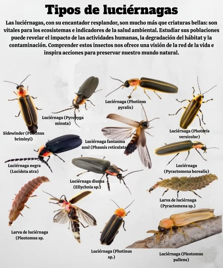 Tipos de Luciérnagas  
Las luciérnagas son más que luces brillantes de verano: son polinizadores vitales, controladores de plagas e indicadores de ecosistemas saludables.  
 Sidewinder Photinus brimleyi  vuelo único en ángulo  
 Luciérnaga negra Lucidota atra  rara y no luminosa  
 Luciérnaga fantasma azul Phausis reticulata  brillo suave y extraño  
 Luciérnagas diurnas Lychnas sp.  activas durante el día  
 Photinus pyralis  luciérnaga común del jardín  
 Photuris versicolor  conocida por sus trucos de mimetismo  
 Pyractomena borealis  brillo de principios de temporada  
 Pleototmus pallens  destello de finales de temporada  
 Larvas varias especies  viven bajo tierra durante 1-2 años antes de brillar  
 Protege a las luciérnagas reduciendo los químicos en el césped, manteniendo cielos oscuros y dejando bordes silvestres en tu jardín.