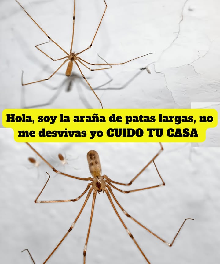 Hola, soy la araña de patas largas, no me desvivas yo CUIDO TU CASA 

Esta araña casera pertenece a la familia de Pholcidae y es inofensiva para los seres humanos, por el contrario, juega un papel importante en el control de plagas como arañas violinistas, viudas negras, moscas y cucarachas. Siendo la principal adversaria de la araña violinista.
Si bien tener telarañas en casa es algo que no le agrada a la mayoría, los beneficios de tener este arácnido en casa son muchos.