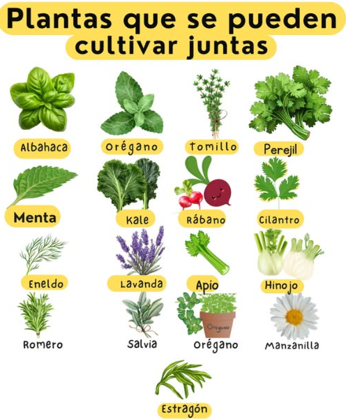 Plantas Aromáticas que se Pueden Cultivar Juntas o asociadas.
1. Albahaca y Tomate: La albahaca y el tomate se pueden cultivar juntas, ya que la albahaca ayuda a repeler los insectos que pueden dañar el tomate.
2. Cilantro y Pepino: El cilantro y el pepino se pueden cultivar juntas, ya que el cilantro ayuda a repeler los insectos que pueden dañar el pepino.
3. Menta y Fresa: La menta y la fresa se pueden cultivar juntas, ya que la menta ayuda a repeler los insectos que pueden dañar la fresa.
4. Romero y Lechuga: El romero y la lechuga se pueden cultivar juntas, ya que el romero ayuda a repeler los insectos que pueden dañar la lechuga.
5. Tomillo y Cebolla: El tomillo y la cebolla se pueden cultivar juntas, ya que el tomillo ayuda a repeler los insectos que pueden dañar la cebolla.