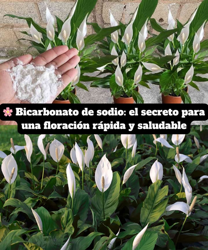 Bicarbonato de sodio: el secreto para una floración rápida y saludable

Un ingrediente natural, económico y versátil que estimula las defensas de las plantas, protege contra hongos y favorece una floración abundante.

Beneficios del bicarbonato para las plantas:
 Regula el pH del suelo.
 Crea una barrera protectora contra enfermedades y hongos.
 Aumenta las defensas naturales en todas las estaciones.
 Seguro, no tóxico y apto para huertos ecológicos.

Cómo usarlo:
1 Disolver 12 cucharadas de bicarbonato en 1 litro de agua a temperatura ambiente.
2 Remover hasta que se disuelva completamente.
3 Regar la base de la planta o pulverizar sobre las hojas.
4 Aplicar en horas frescas, evitando temperaturas superiores a 35 C.

 Un método natural y eficaz para que tus plantas, en balcón o jardín, florezcan sanas y radiantes en poco tiempo.