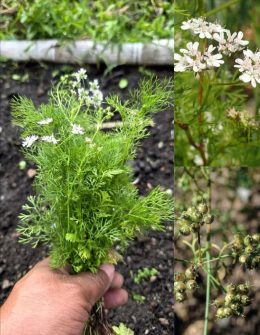 Sabías que el mercurio, el plomo y el aluminio se acumulan en tu cuerpo y afectan tu cerebro, riñones e hígado?
El cilantro Coriandrum sativum contiene compuestos como los aldehídos y flavonoides, que se unen a esos metales y ayudan a expulsarlos por la orina.
Usa 7 gramos de hojas frescas, bien lavadas.
Agrega agua hirviendo en una taza.
Tapa y deja reposar 10 minutos.
Tómalo por la noche, una vez al día, durante 20 días.
Tu cuerpo se va a desintoxicar de forma natural y segura.
#Desintoxicar #tu #cuerpo #con #Cilantro