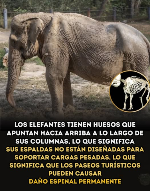 El costo oculto de montar elefantes
La columna de los elefantes no está hecha para cargar personas. Los arneses rígidos y el peso excesivo provocan:
 Dolorosas abrasiones
 Daño en tejidos
 Dolor crónico de espalda
 Deformaciones permanentes
Estudios veterinarios confirman que estas lesiones son frecuentes. Respetemos a los elefantes por lo que son, no por lo que pueden cargar. 
#Elefantes #RespetoAnimal  #SaludAnimal