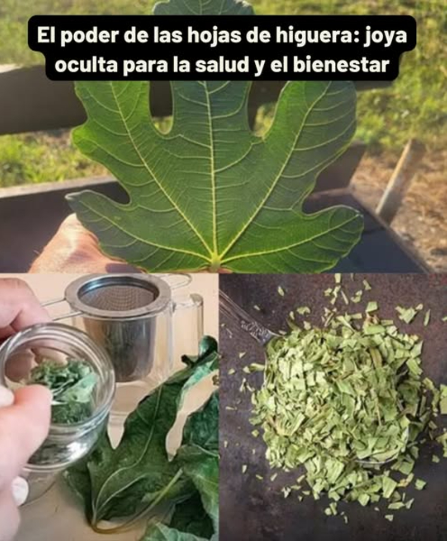 El poder de las hojas de higuera: joya oculta para la salud y el bienestar 
Más allá del fruto dulce, las hojas de la higuera son un tesoro medicinal cargado de antioxidantes, fibra y compuestos bioactivos con un enorme potencial para cuerpo y mente.
 10 beneficios extraordinarios
 Regulan el azúcar en sangre  mejoran la sensibilidad a la insulina.
 Protegen el corazón  reducen triglicéridos y colesterol LDL.
 Apoyan el control del peso  la fibra aporta saciedad y regula grasas.
 Mejoran la digestión  alivian estreñimiento e inflamación gástrica.
 Cuidan la piel  combaten envejecimiento, eccema y acné.
 Fortalecen los huesos  ricas en calcio y magnesio.
 Alivian problemas respiratorios  expectorante natural contra tos.
 Previenen el cáncer  antioxidantes que protegen el ADN celular.
 Depuran el hígado  eliminan toxinas y reducen inflamación.
 Combaten úlceras  regeneran el revestimiento estomacal.
 Té de hojas de higuera
Ingredientes:
 2 o 3 hojas frescas o secas
 2 tazas de agua
 Miel o limón al gusto
Preparación:
Lava bien las hojas.
Hierve el agua y añade las hojas.
Cocina a fuego lento 10-15 min.
Cuela y sirve caliente.
Endulza si lo deseas.
 Un té calmante, digestivo y lleno de propiedades curativas.
Las hojas de higuera son mucho más que un residuo verde: incorporarlas a tu rutina es abrir la puerta a beneficios profundos y sostenibles para todo el organismo.