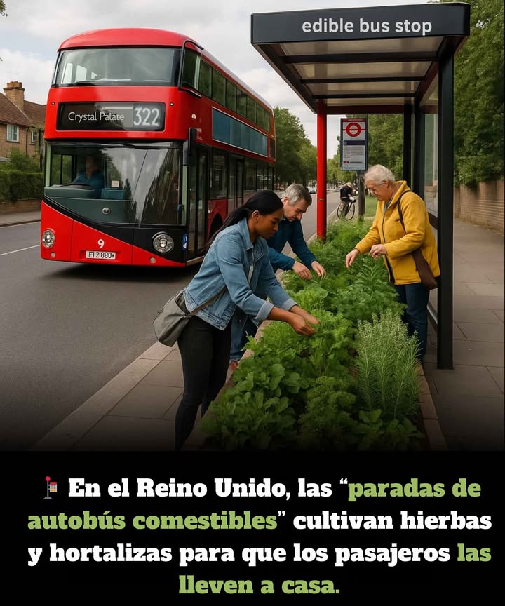 En el Reino Unido, un innovador proyecto de jardinería urbana llamado Edible Bus Stops está transformando paradas de autobús comunes en coloridos huertos comunitarios. En lugar de esperar junto a estructuras grises, los pasajeros se rodean de hierbas aromáticas, hortalizas y flores comestibles, disponibles de forma gratuita para llevar a casa.

Esta iniciativa verde comenzó como una pequeña acción de jardinería guerrillera en Londres y hoy es un movimiento reconocido que promueve la sostenibilidad, la alimentación saludable y el compromiso vecinal.

El concepto es simple pero efectivo: convertir espacios públicos olvidados en jardines urbanos. Estos huertos comestibles ofrecen productos frescos y de temporada como albahaca, menta, tomates y lechugas, embellecen las calles, mejoran la calidad del aire y fomentan la biodiversidad. Son cuidados por voluntarios y colectivos locales, fortaleciendo el sentido de comunidad.

Los usuarios pueden recoger lo que necesiten mientras esperan el autobús, bajo una filosofía de cultivar, compartir y comer que reconecta a las personas con el origen de sus alimentos. También contribuye a sensibilizar sobre la sostenibilidad alimentaria en las ciudades e inspira proyectos similares en todo el mundo.

Transformar el tiempo de espera en una oportunidad para aprender, compartir y nutrirse demuestra que incluso los espacios más pequeños pueden generar grandes cambios.