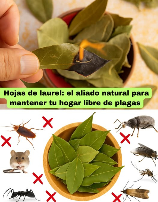 Hojas de laurel: el aliado natural para mantener tu hogar libre de plagas 
Sabías que el laurel no solo es estrella en la cocina También es un repelente natural poderoso gracias a su aroma cargado de eugenol y linalool. Despide a los bichos sin químicos tóxicos
荒 Cucarachas:
Coloca hojas enteras o trituradas bajo fregaderos, rincones y detrás de electrodomésticos. Cámbialas cada pocos días para mantener su efecto.
烈 Mosquitos:
Hierve un puñado de hojas en 2 tazas de agua, cuela y usa como spray. Rocía ventanas, puertas y patios. Refresca y protege.
練 Moscas:
Pon hojas cerca de basureros y ventanas. También puedes quemar hojas secas en un recipiente metálico para un humo ahuyentador.
 Hormigas:
Tritura hojas y espárcelas en caminos, grietas o estantes. Interrumpen su rastro sin matarlas.
 Polillas:
Llena bolsitas de tela con hojas secas y colócalas en armarios o cajones. Tu ropa olerá bien y estará libre de polillas, sin usar naftalina.
 Gorgojos:
Coloca 1 o 2 hojas en botes de harina, arroz o avena. También entre los estantes. Conserva tus alimentos sin intrusos.
 Ratones:
Tritura hojas y ponlas en esquinas oscuras o detrás de muebles. Su olor fuerte los mantiene lejos sin necesidad de trampas.
 Tips extra:
 Tritura para liberar más aroma
 Prefiere hojas secas: duran más y son fáciles de manejar
 Potencia el efecto combinando con clavo, cáscaras cítricas o vinagre
 El laurel no solo da sabor también cuida tu hogar. Natural, sencillo y efectivo.
Aromatiza y protege tu espacio con lo que tienes en la despensa! 
#LaurelContraPlagas #RemediosNaturales #HogarSinQuímicos