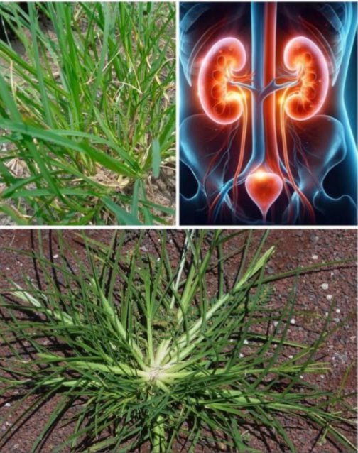 Qué es el Goose Grass?  
Es una planta frecuentemente considerada como maleza, pero posee poderosas propiedades curativas. Se encuentra en numerosos jardines y ha sido utilizada tradicionalmente como infusión medicinal.  
 Beneficios principales para la salud  
 Prevención del cáncer   
Su alto contenido en antioxidantes combate los radicales libres, ayudando a disminuir el riesgo de desarrollar cáncer.  
 Quistes ováricos y fibromas  
Debido a sus propiedades antiinflamatorias, alivia el dolor y la inflamación asociados con estos trastornos ginecológicos.  
 Apoyo a enfermedades renales  
Funciona como un diurético natural, eliminando el exceso de agua y sal, lo que es útil para quienes enfrentan problemas renales.  
喝 Control de la diabetes  
Sus propiedades antidiabéticas ayudan a regular los niveles de azúcar en sangre.  
啕 Heridas y hemorragias  
Al aplicar una pasta de sus hojas trituradas sobre la herida, se acelera la cicatrización y se detiene el sangrado.  
裂 Combate de parásitos  
Su leve efecto laxante ayuda a expulsar parásitos intestinales y mejora la salud digestiva.  
 Recuperación de la neumonía  
Un té elaborado con sus raíces puede aliviar los síntomas de la neumonía en pocos días.  
 Presión arterial alta  
Su efecto tranquilizante sobre el sistema cardiovascular puede contribuir a mantener una presión estable.  
 Reducción de la fiebre  
Hervir sus raíces y beber el té ayuda a bajar la fiebre.  
例 Esguinces de ligamentos  
Aplicar una cataplasma de hojas machacadas ayuda a reducir el dolor y la inflamación en caso de esguinces.  
離 Cómo preparar y usar  
Para consumo interno:  
Té medicinal: Usa un puñado de hojas o raíces por medio litro de agua. Hervir durante 3 minutos. Toma 1 vaso al día para: Diabetes, presión alta, fiebre, enfermedades renales, neumonía.   
Para uso externo:  
Pasta o cataplasma: Tritura hojas frescas y aplica directamente en: Heridas, sangrados, esguinces.