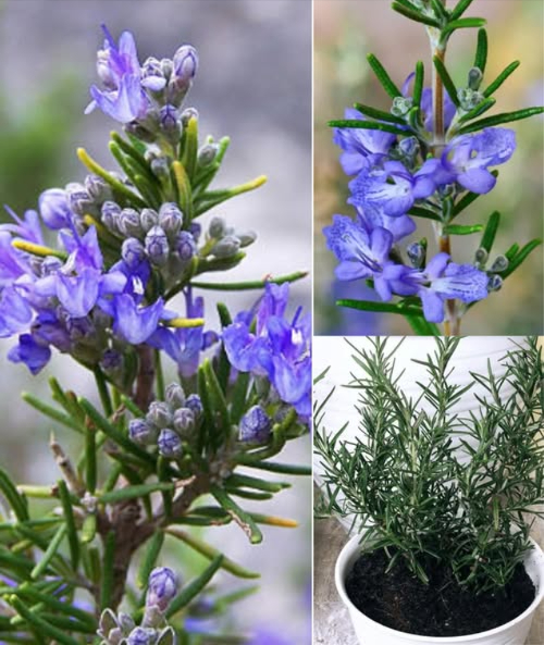 El truco para hacer florecer el romero y llenar la casa de aroma 
El romero no solo es una de las plantas aromáticas más apreciadas, también puede regalarte delicadas flores que embellecen cualquier espacio. Con los cuidados adecuados, florece varias veces al año, siendo el invierno su mejor temporada.
 Consejos para lograr una floración abundante:
 Necesita buena luz natural, pero sin sol directo prolongado que pueda quemar sus hojas.
 Prefiere climas cálidos y templados; resiste sequías y lluvias, pero no tolera heladas, granizo ni el sol extremo del verano.
 Se adapta tanto al interior como al exterior: en invierno junto a una ventana y en verano en el balcón, siempre con horas moderadas de sol.
 Riego y cuidados:
 Mantén la tierra húmeda, sin encharcar.
 En verano riega casi a diario, sobre todo si notas hojas secas o amarillentas.
 Usa macetas con buen drenaje para proteger las raíces.
 Poda y mantenimiento:
 Elimina solo las partes dañadas si aparecen plagas como pulgones o cochinillas.
 Trasplanta a principios de primavera para darle nueva fuerza y nutrientes.
 El mejor lugar para tu romero:
 En climas fríos, mantenlo dentro de casa cerca de una ventana soleada.
 Aléjalo de radiadores y calefactores que resequen el ambiente.
 Con buen tiempo, saca la maceta al balcón, con pocas horas de sol directo y luego sombra ligera.
 Con este cuidado constante, tu romero florecerá con fuerza y perfumará tu hogar de manera natural y duradera.