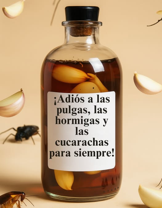 荒 Dile adiós a las pulgas, hormigas y cucarachas para siempre 
Un remedio casero, natural y muy eficaz para rociar por toda la casa 
 Ingredientes mágicos
 1 taza de lavavajillas
 2 tazas de alcohol o vinagre de manzana
 2 cucharadas de clavos de olor
 1/4 de taza de agua
 Preparación
1 Hervir el agua, añadir los clavos y dejar infusionar 10 minutos
2 En otro recipiente, mezclar el lavavajillas con el alcohol o vinagre
3 Una vez fría la infusión, incorporarla a la mezcla
4 Verter todo en un pulverizador y agitar suavemente
 Modo de uso
 Rociar en esquinas, marcos de puertas, ventanas y zonas vulnerables
 Repetir la aplicación con frecuencia para mantener alejadas las plagas
 Mantener la casa limpia para prevenir infestaciones
 Resultado: 
Un hogar fresco, sano y protegido con un truco natural hecho en casa 什