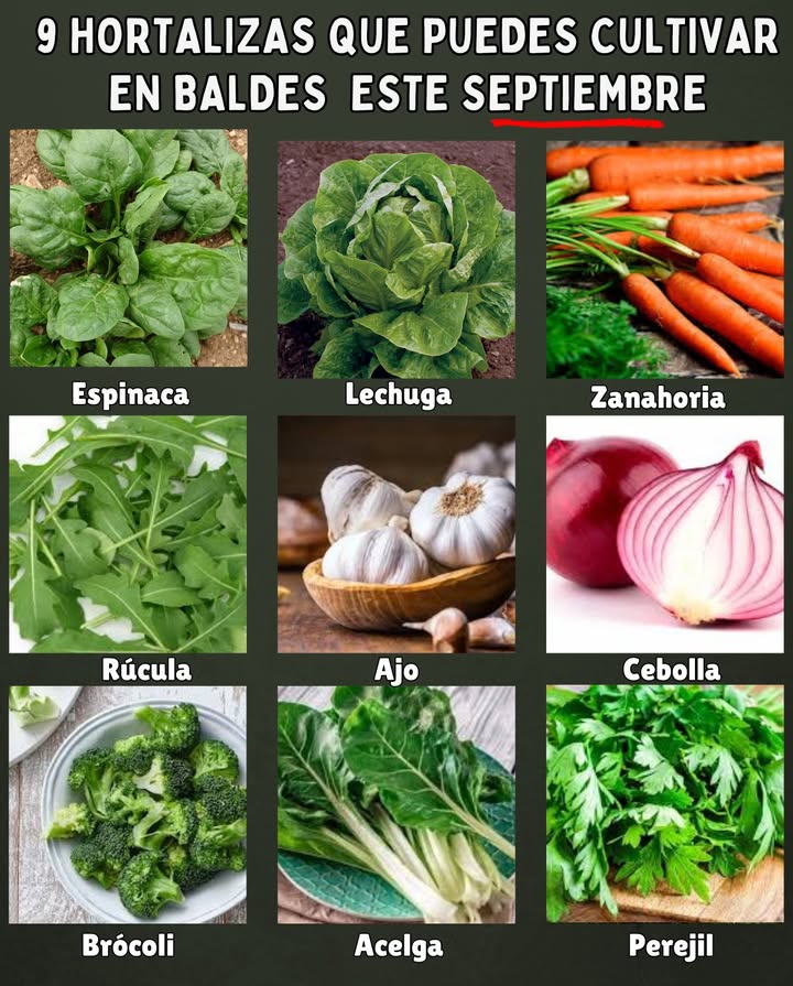 9 hortalizas que puedes cultivar en baldes cubos o macetas grandes este septiembre en España, teniendo en cuenta que empieza el otoño y bajan un poco las temperaturas, pero aún hay buena luz solar:

 1. Espinaca

Clima: Le gusta el fresco otoñal.

Consejo: Siembra directa, germina rápido.

塞 2. Lechuga

Clima: Ideal en septiembre porque no sufre tanto con el calor.

Consejo: Baldes medianos, suelo siempre húmedo.

凌 3. Zanahoria

Clima: Perfecta para sembrar en otoño.

Consejo: Usa baldes profundos mín. 30 cm.

 4. Rúcula

Clima: Crece rápido y soporta el fresco.

Consejo: Siembra escalonada para cosechar continuamente.

龍 5. Ajo

Clima: Se planta en otoño para cosechar en primavera/verano.

Consejo: Baldes poco profundos, pero buena separación entre dientes.

暈 6. Cebolla

Clima: También de siembra otoñal.

Consejo: Baldes medianos, riego moderado.

復 7. Brócoli

Clima: Se desarrolla bien con temperaturas frescas.

Consejo: Balde grande, uno por planta.

塞 8. Acelga

Clima: Rústica y resistente al frío.

Consejo: Produce hojas durante meses.

 9. Perejil

Clima: Puede sembrarse casi todo el año.

Consejo: Ideal para baldes medianos en la cocina o balcón.
