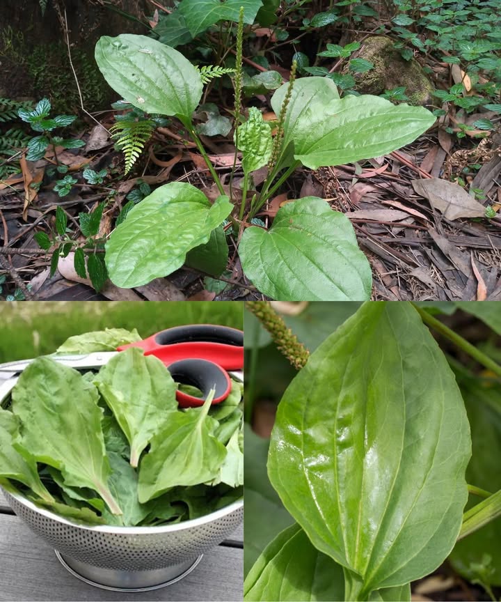 Llantén de Hoja Ancha Plantago major: Poder Silvestre a Tus Pies   
Una planta modesta que se encuentra en aceras, jardines y campos y que oculta una farmacia entera en sus hojas!

 30 beneficios naturales del llantén  
 Extrae toxinas de heridas y picaduras  
 Calma la piel irritada, el eczema y la dermatitis  
 Detiene el sangrado al instante  
 Acelera la cicatrización de cortes y raspaduras  
 Alivia la garganta irritada en infusión  
 Mejora la digestión y combate el estreñimiento  
 Diurético suave: limpia riñones y tracto urinario  
 Ayuda al hígado en su proceso de desintoxicación  
 Al ser masticado, cura llagas y encías inflamadas  
 Reduce la fiebre y calma la tos  
 Laxante suave gracias a su alto contenido en mucílagos  
 Combate hongos en piel y uñas  
 Refuerza el sistema inmunológico  
 Alivia las hemorroides y las varices  
 Ideal para tratar el acné, manchas y cicatrices  
 Efectivo contra infecciones nasales vapor  
 Disminuye el colesterol y ayuda en la pérdida de peso  
 Antiinflamatorio tanto interno como externo  
 Efecto antienvejecimiento gracias a sus antioxidantes  

 Cómo usar el llantén en casa  

 Cataplasma fresco  
 Tritura hojas limpias y aplica sobre heridas o picaduras  
 Cubre con gasa o paño, renovando cada pocas horas  

林 Ungüento curativo  
 Macera hojas secas en aceite de oliva durante 3-4 semanas  
 Cuela y mezcla con cera de abejas derretida  
 Guarda en frascos y aplica sobre irritaciones, quemaduras o erupciones  

 Té medicinal   
 1 cucharada de hojas secas o 2-3 hojas frescas por taza  
 Infusiona durante 10-15 minutos  
 Alivia garganta, estómago, inflamación y fiebre  

醴 Enjuague bucal/gárgaras  
 Usa el té frío para calmar encías y aftas  

 Inhalación de vapor  
 Hojas en agua hirviendo   
 Respira el vapor para descongestionar senos nasales y bronquios  

 Extracto de vinagre  
 Hojas frescas  vinagre de manzana   
 Reposa durante 3-4 semanas   
 Úsalo como desinfectante natural o tónico interno  

龎 Aceite infusionado   
 Hojas secas  aceite vegetal   
 Déjalo al sol durante 2-4 semanas   
 Base perfecta para ungüentos y masajes  

磻 Verde comestible   
 Añade hojas tiernas a batidos, sopas u omelets   
 Cocínalas como espinacas: nutritivas y depurativas   

離 Polvo en cápsulas o mascarilla   
 Hojas secas molidas   
 Cápsulas para digestión, mascarillas para piel irritada   

 El llantén de hoja ancha es medicina viva que crece a tu paso. Económico, accesible, eficaz… un verdadero regalo de la naturaleza.