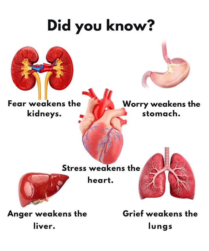 Emotions That Affect Your Organs 

 Fear weakens the kidneys and drains vital energy.
 Worry harms the stomach and disrupts digestion.
 Stress weakens the heart and affects blood circulation.
 Anger weakens the liver and blocks the flow of energy.
 Grief weakens the lungs and lowers respiratory capacity.

 Caring for your emotions means caring for your body. Stay calm, breathe deeply, and nurture inner peace.