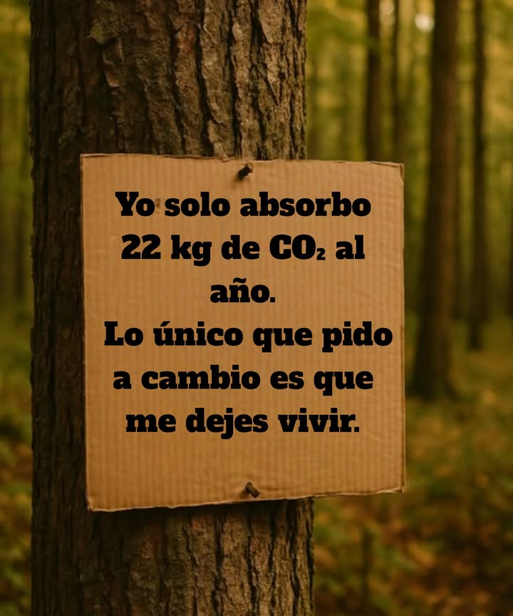 Los árboles hacen mucho más que proporcionar sombra y belleza: ayudan a nuestro planeta al absorber CO2! Un solo árbol puede absorber 22 kilogramos de CO2 al año, dándonos aire más limpio a cambio de un poco de espacio. Apreciémoslos y protejámoslos!