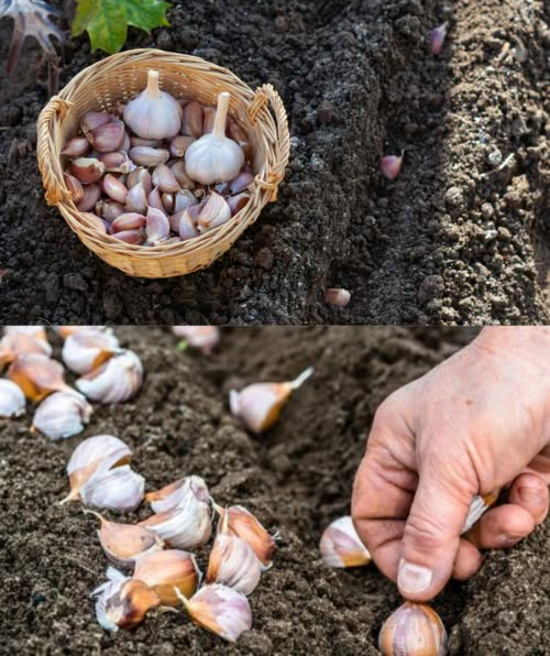 龍 SALAR EL AJO ANTES DE PLANTAR
Un truco ancestral para cosechas grandes y sanas 

 Preparación
 Disolver 1 cda de sal en 1 litro de agua tibia
 Separar los dientes de la cabeza de ajo
 Sumergir en la solución 1520 minutos
 Sacar y dejar secar completamente

 Plantación
 Colocar con la raíz hacia abajo
 Dejar 78 cm entre dientes y 20 cm entre filas
 Cubrir con hojas secas, turba o compost, perfecto para inviernos fríos

 Cuidados
 En primavera, retirar la cubierta protectora
 Brotes verdes aparecerán fuertes y saludables

 Protección natural contra plagas y enfermedades, con cabezas de ajo grandes, sabrosas y resistentes.