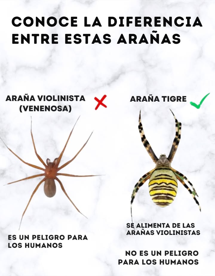 Conoce la diferencia entre estas arañas
 Araña violinista venenosa
 Puede ser peligrosa para los humanos.
 Su picadura puede causar reacciones graves.
 Araña tigre inofensiva
 Se alimenta de arañas violinistas.
 No representa peligro para los humanos.
 No mates a todas las arañas, algunas son tus aliadas en casa y jardín.